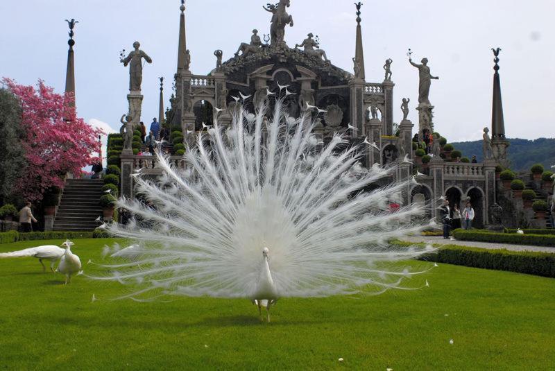 Villetta Primavera แวร์บาเนีย ภายนอก รูปภาพ